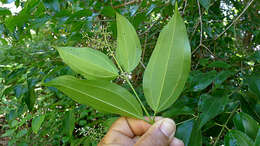 Imagem de Miconia minutiflora (Bonpl.) DC.