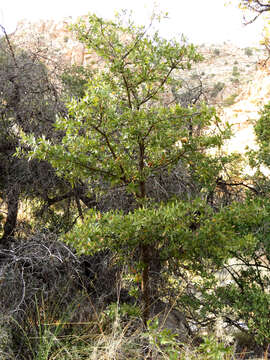 Image of Emory Oak