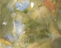 Image of Common Toadfish