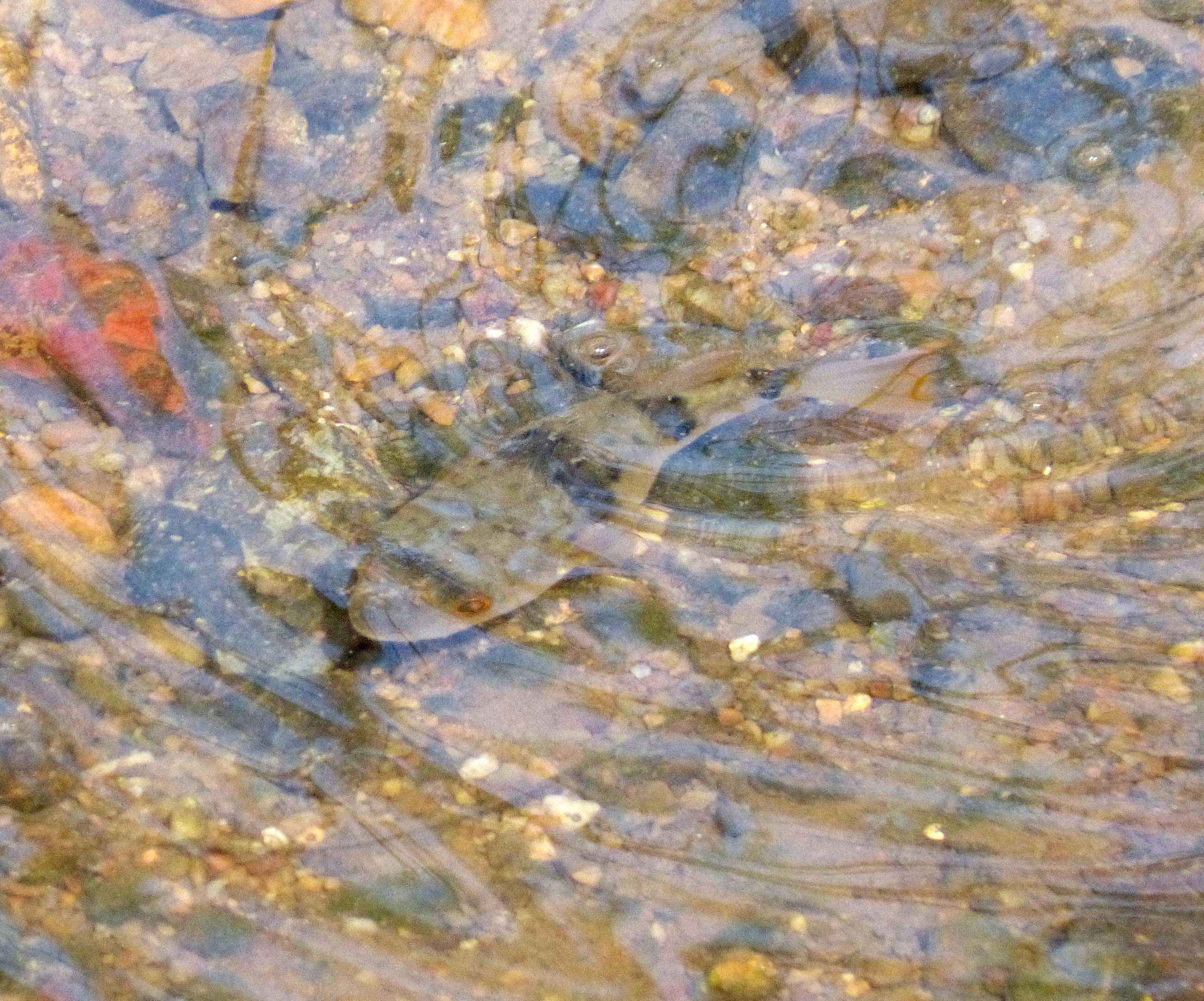 Image of Common Toadfish