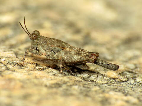 Image of Aztec Pygmy Grasshopper