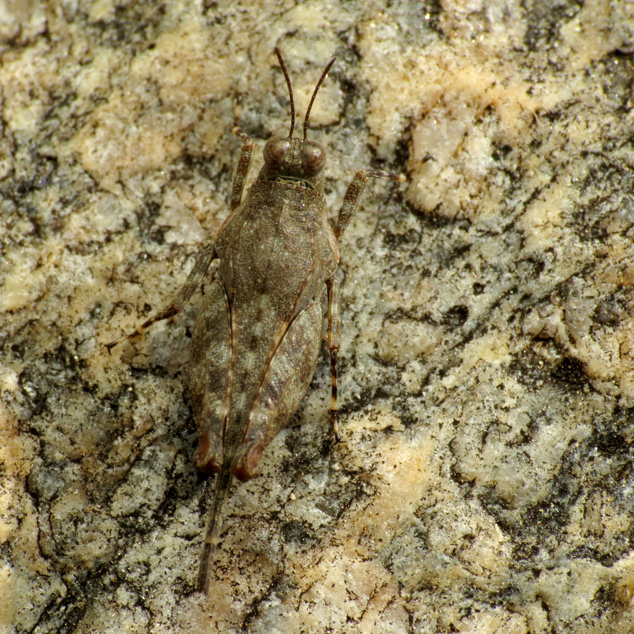 Image of Aztec Pygmy Grasshopper