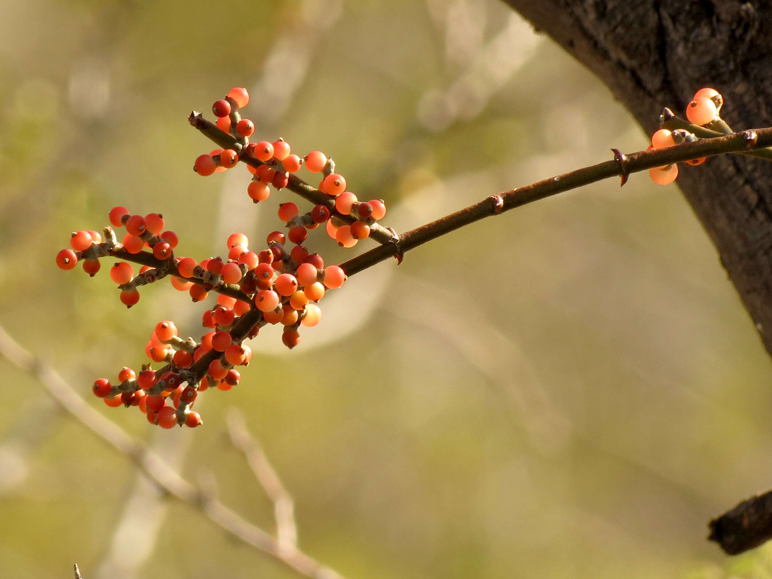 Image of mesquite mistletoe