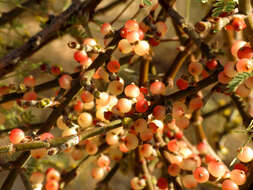 Image of mesquite mistletoe