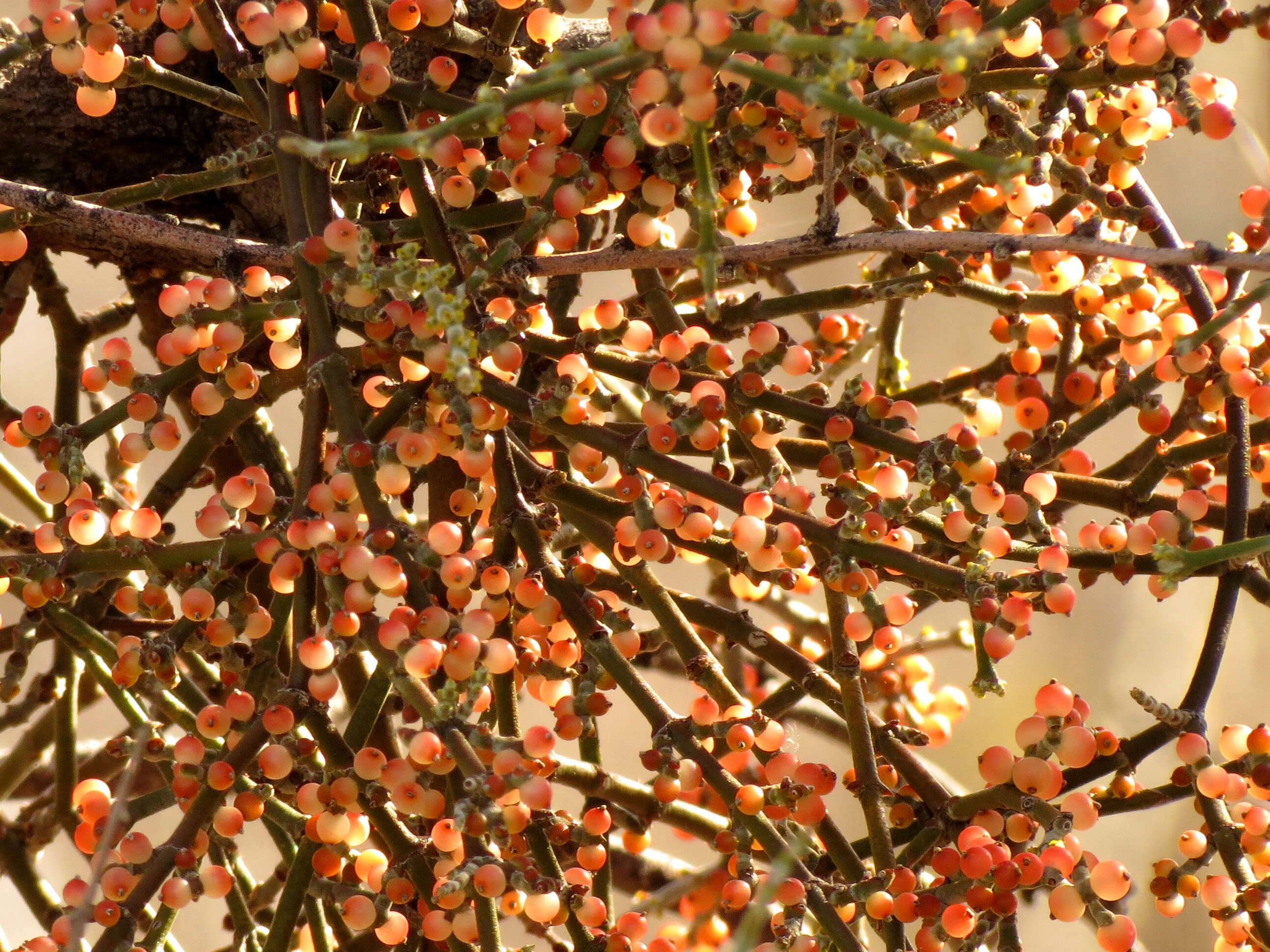 Image of mesquite mistletoe