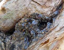 Image of stingless bee