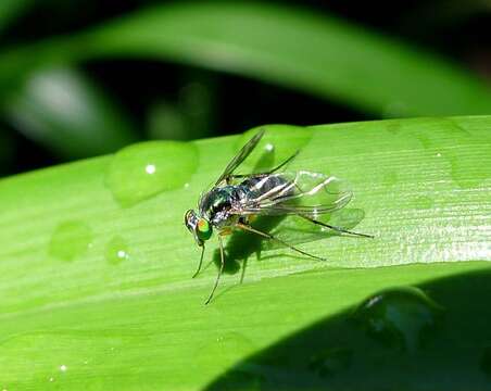 Image of Austrosciapus