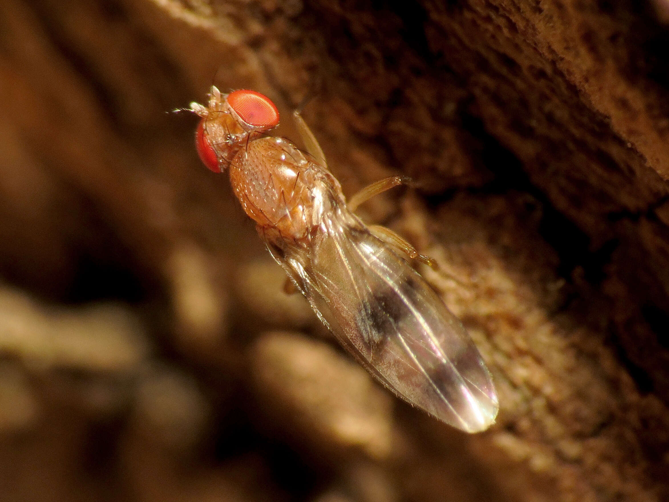 Image of Chymomyza amoena (Loew 1862)