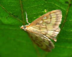 Image of Pale-winged Crocidophora moth