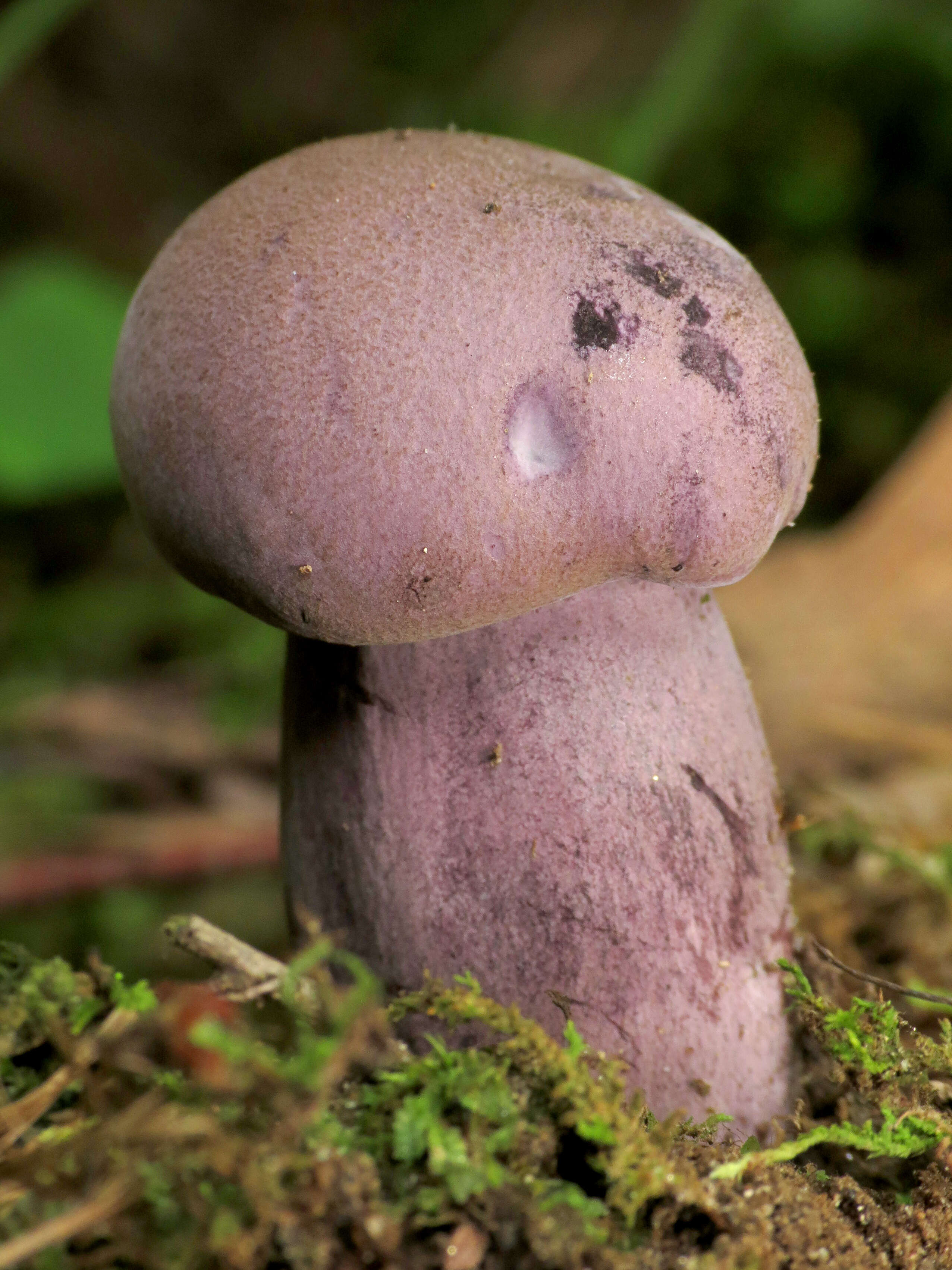 Image of Tylopilus plumbeoviolaceus (Snell & E. A. Dick) Snell & E. A. Dick 1941