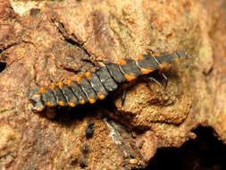Слика од Calopteron