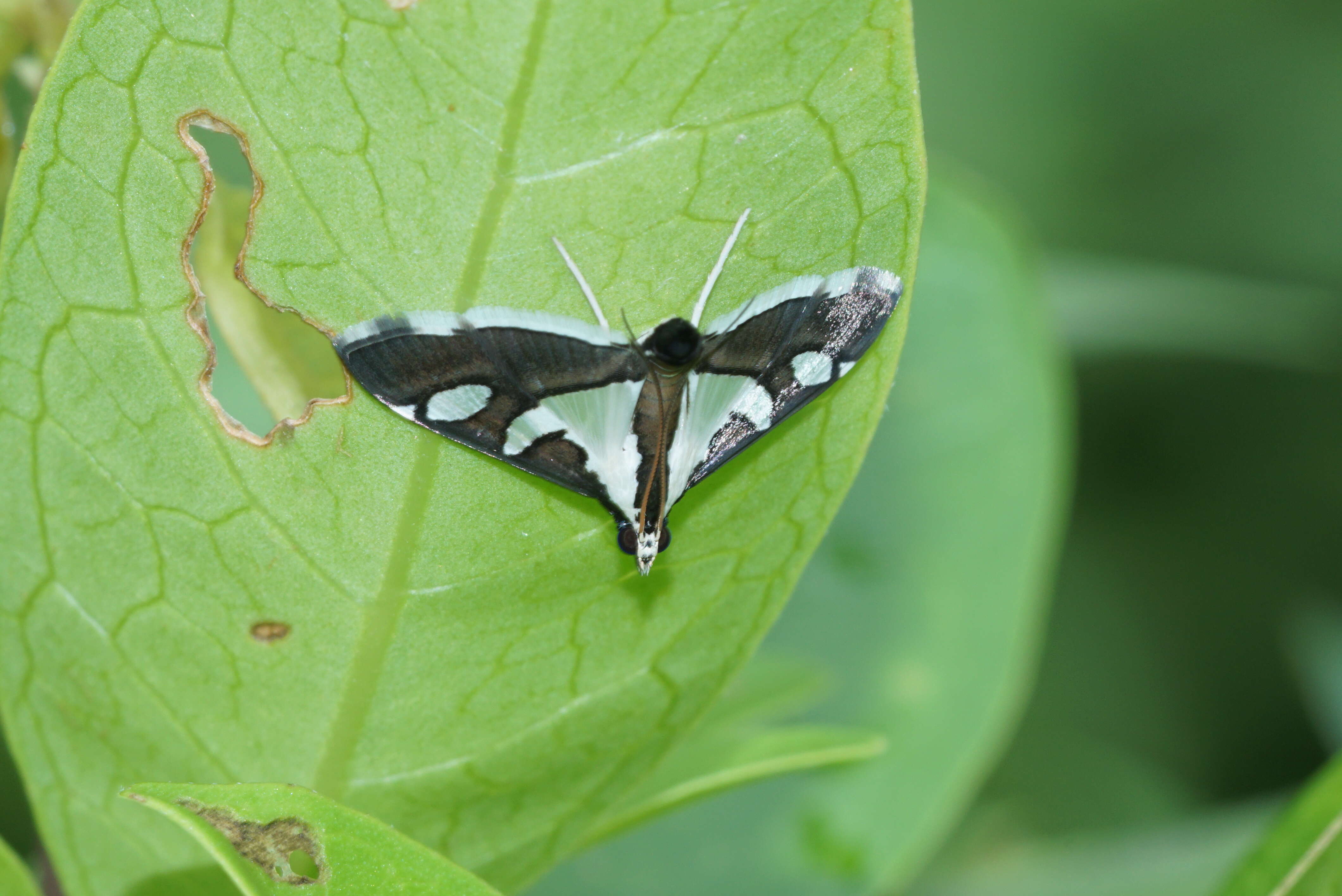 Imagem de Glyphodes bicolor Swainson (1821)