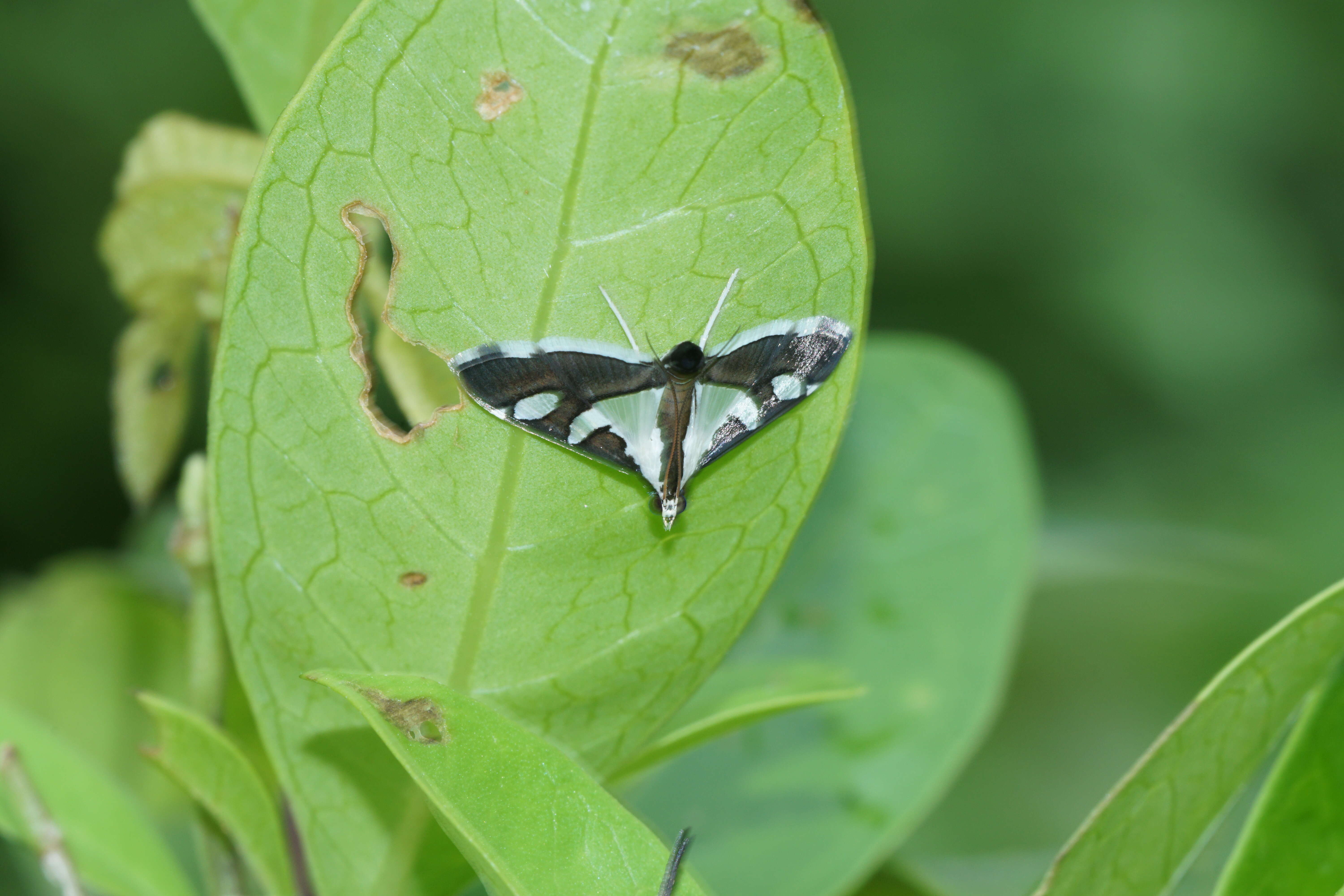 Imagem de Glyphodes bicolor Swainson (1821)