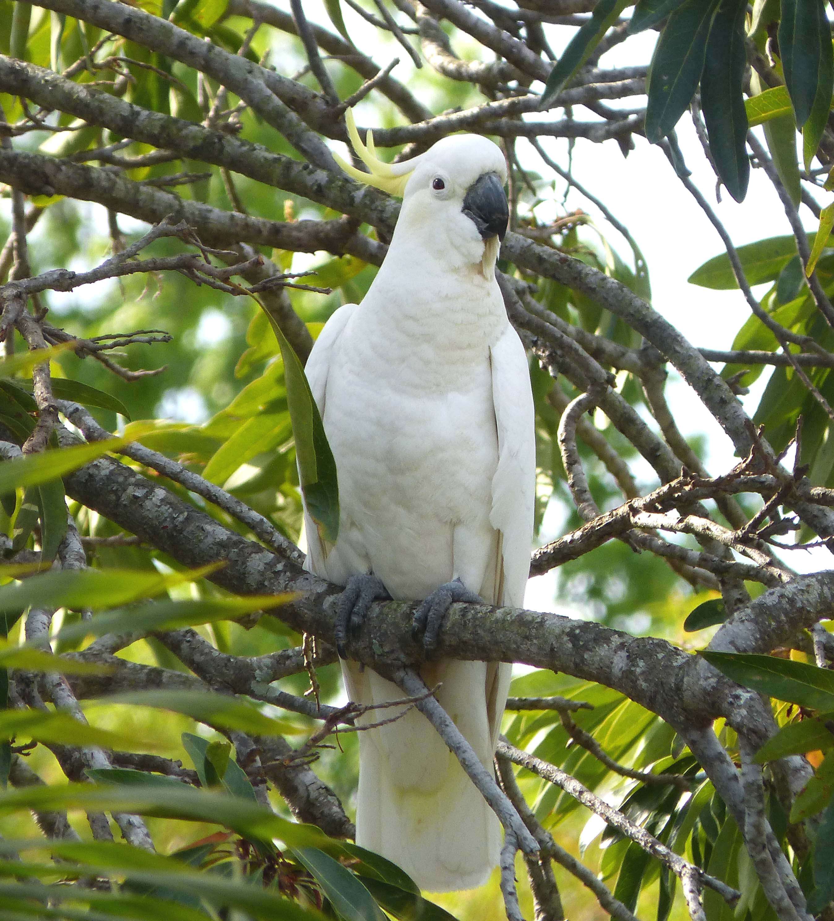 Image of Sulphur-crested Cockatoo