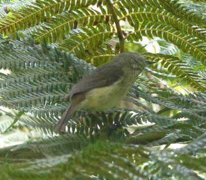 Image of Striated Thornbill