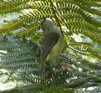 Image of Striated Thornbill