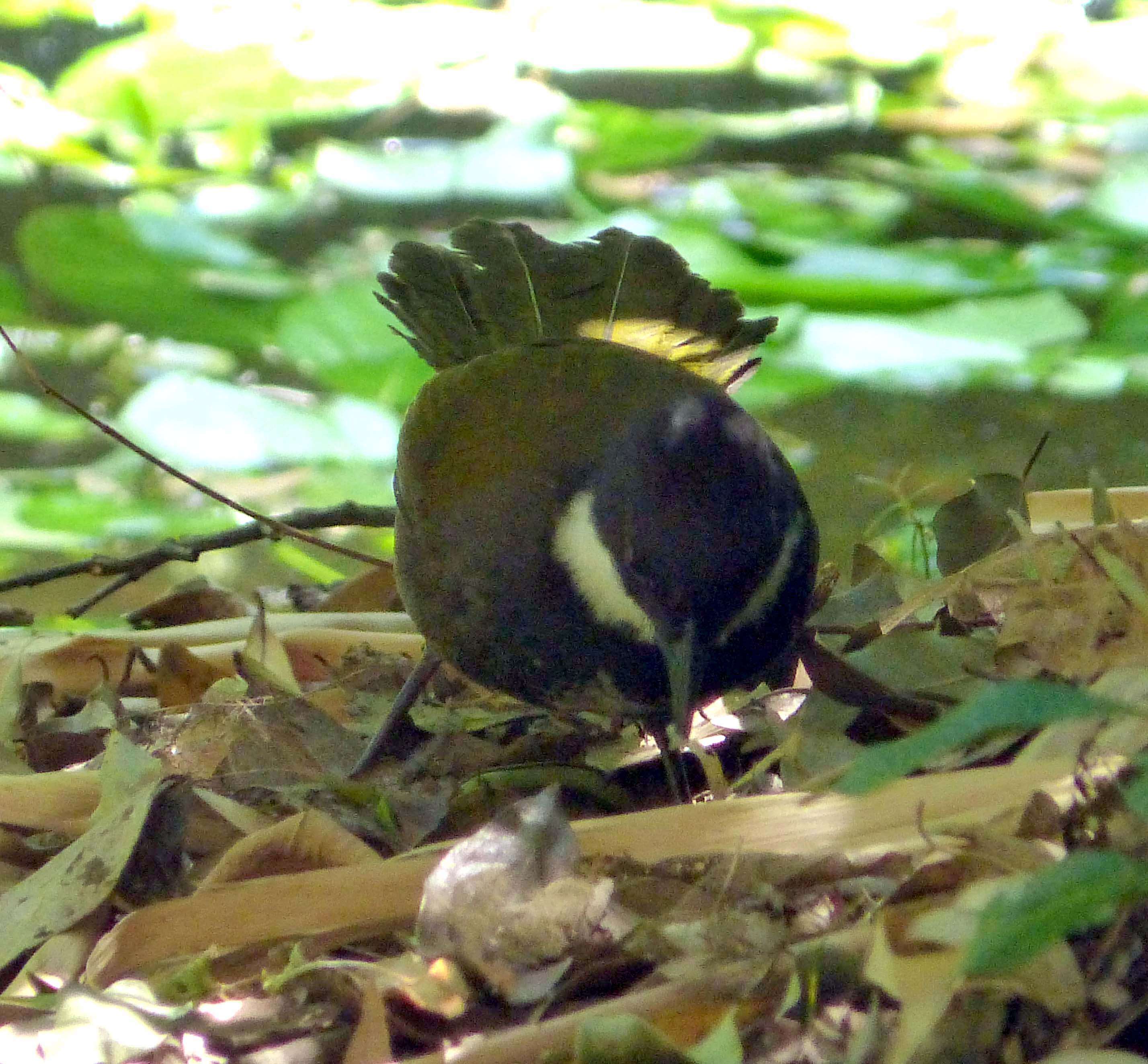 Image of Eastern Whipbird