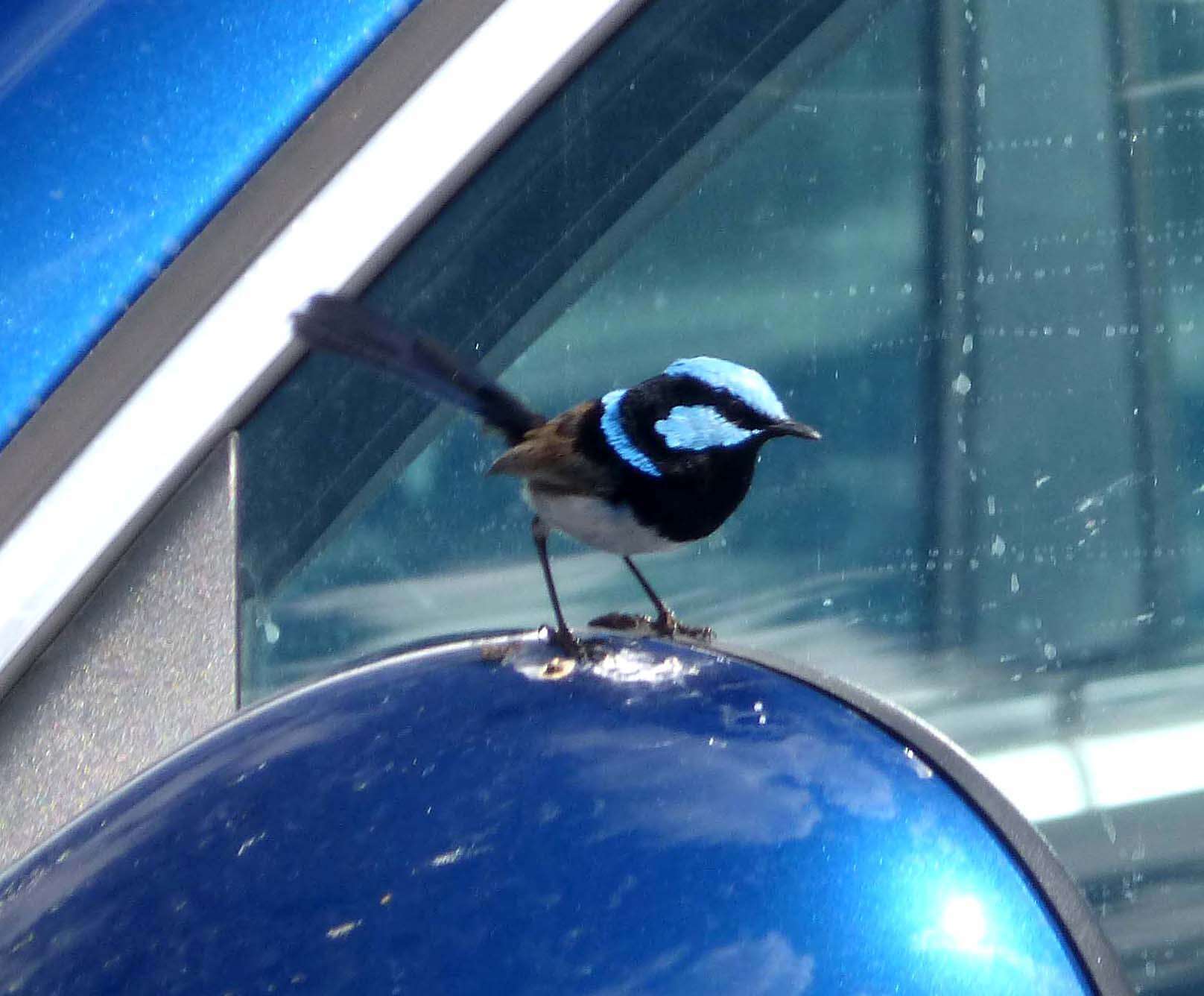 Image of Superb Fairy-wren