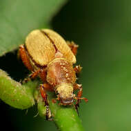 Image of Rose Chafers
