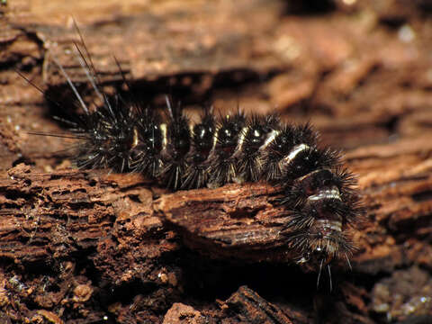 Image of Agreeable Tiger Moth