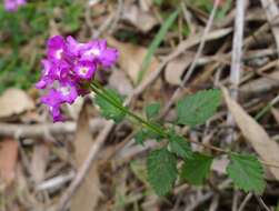 Image of trailing shrubverbena