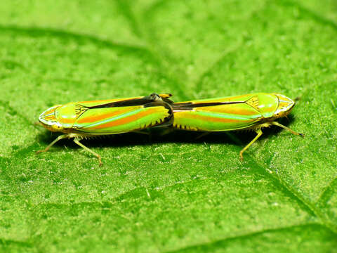 Image of Graphocephala versuta (Say 1830)