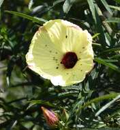 Image of Hibiscus heterophyllus Vent.