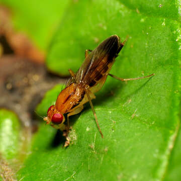 Image of Clusia lateralis Walker 1849