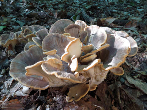 Image de Polypore de Sumstine