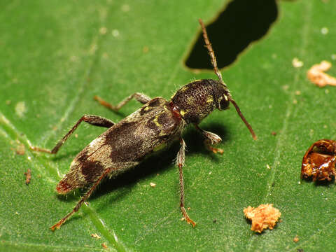 Image of Rustic Borer