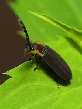 Image of Black Firefly