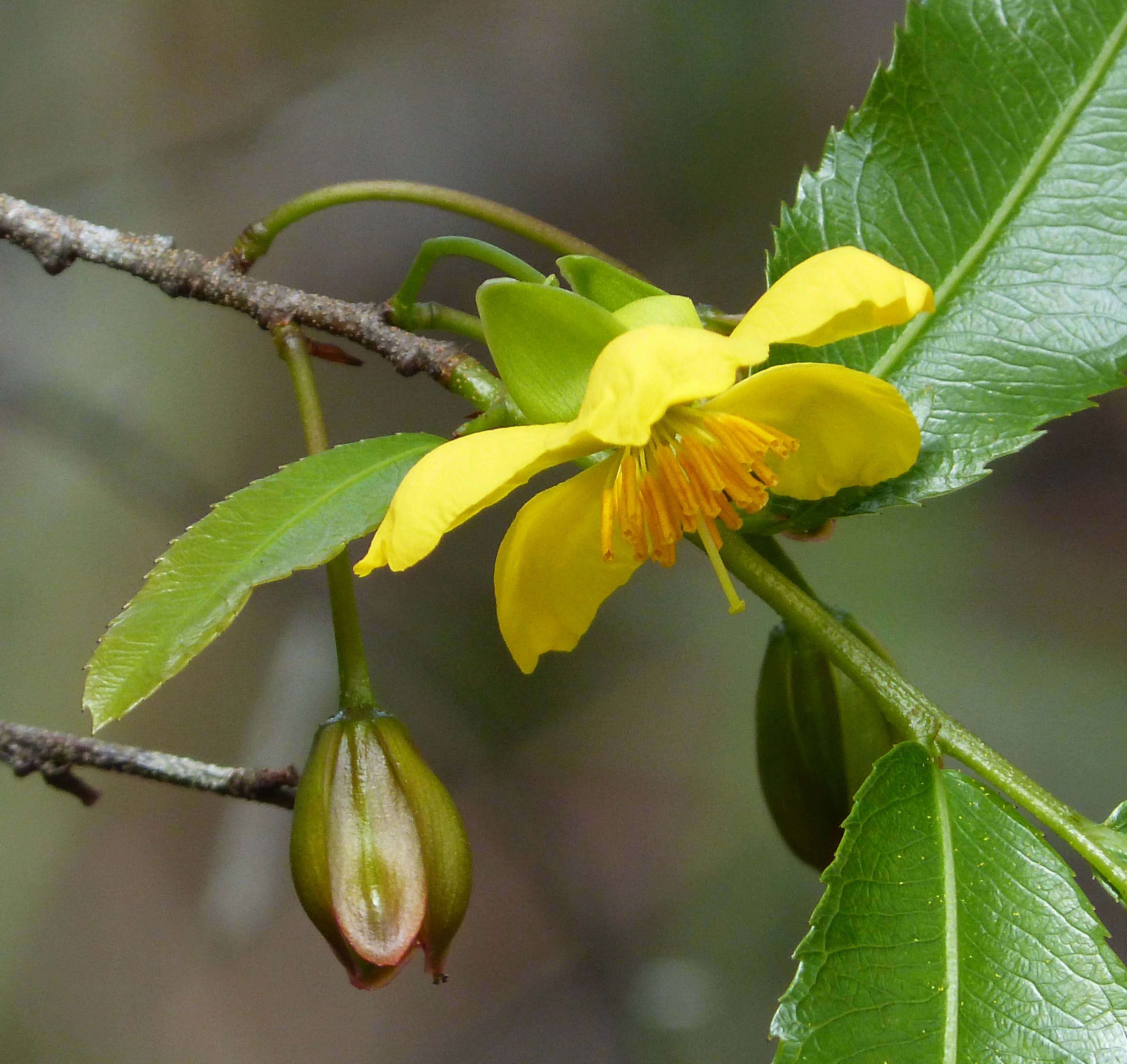 Image of Mickey Mouse plant