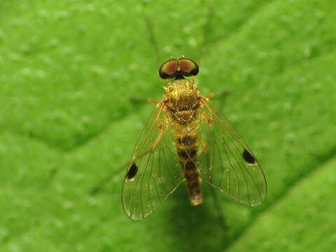 Image of Chrysopilus modestus Loew 1872