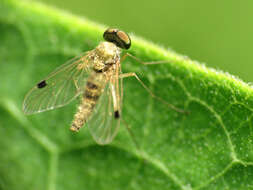 Image of Chrysopilus modestus Loew 1872