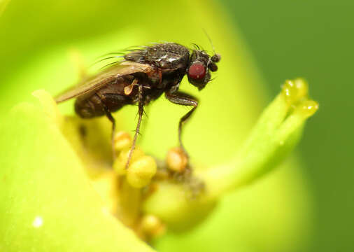 Image of lesser dung flies