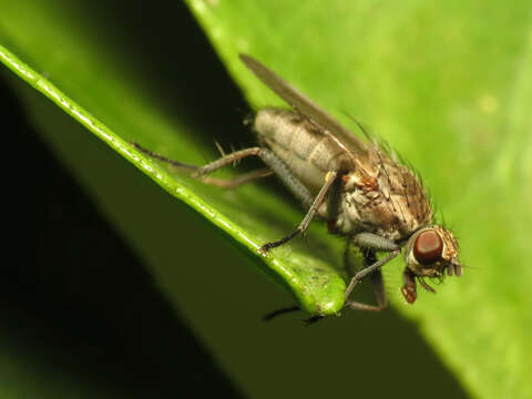 Image of Seaweed Flies