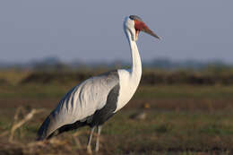 Imagem de Bugeranus carunculatus