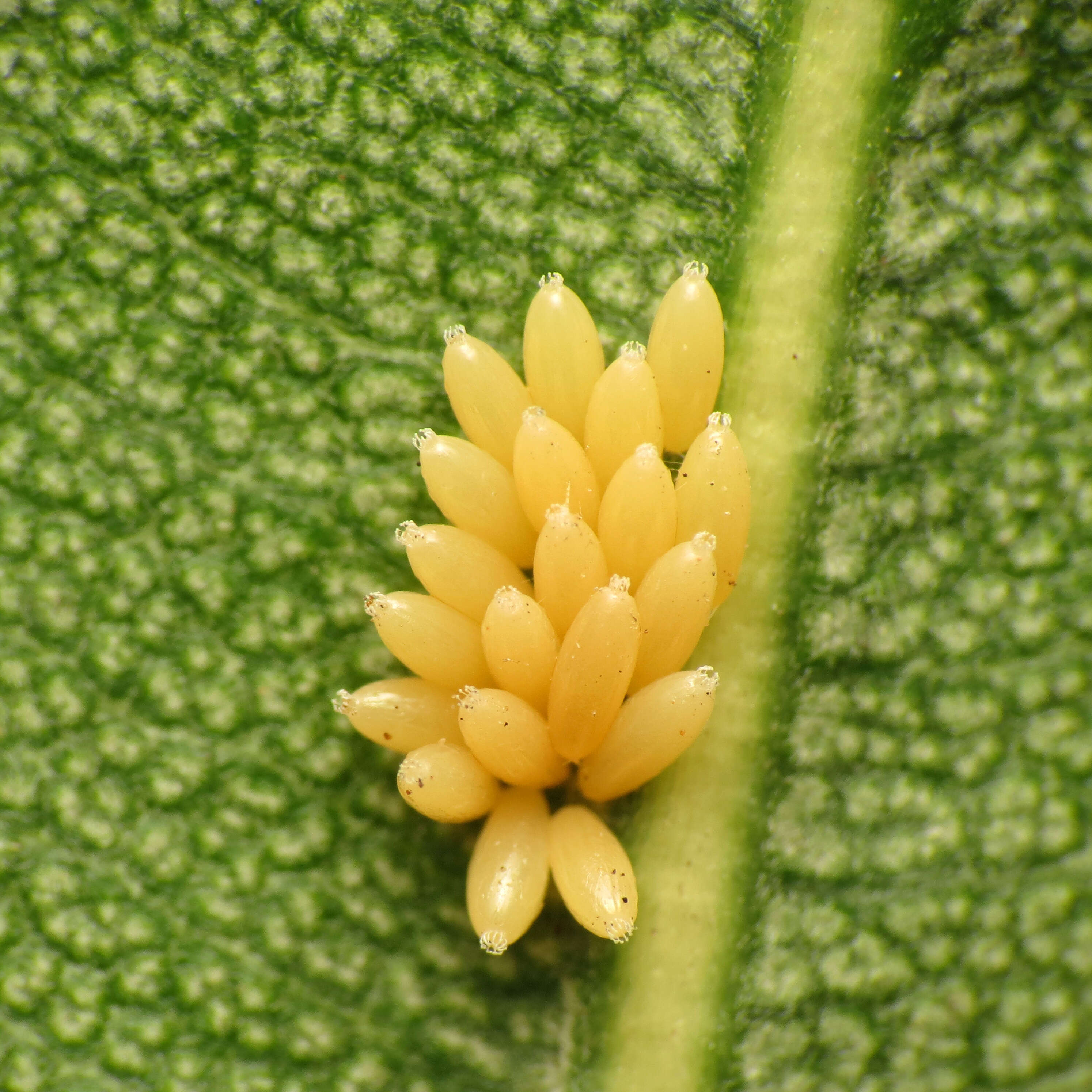 صورة Caenocoris nerii (Germar & E. F. 1847)