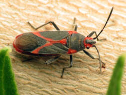 Image of Caenocoris nerii (Germar & E. F. 1847)