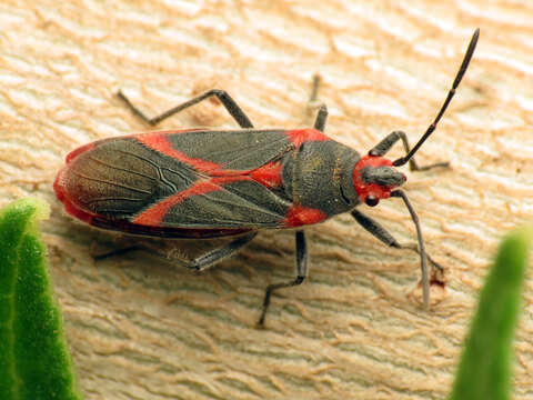 Image of Caenocoris nerii (Germar & E. F. 1847)