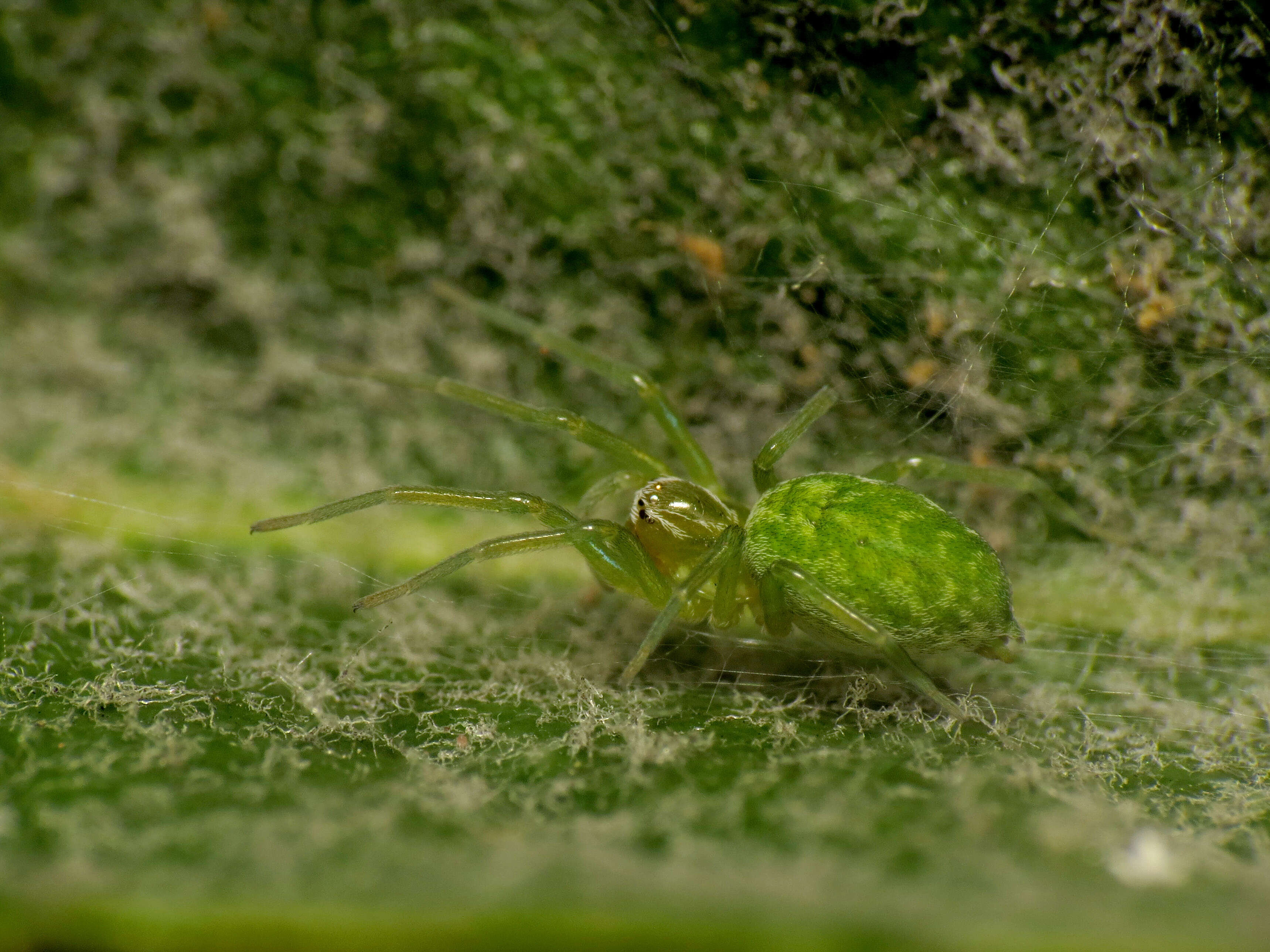 Image of Nigma walckenaeri (Roewer 1951)