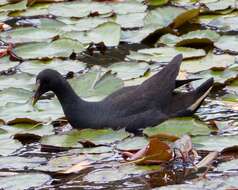 Plancia ëd Gallinula tenebrosa Gould 1846