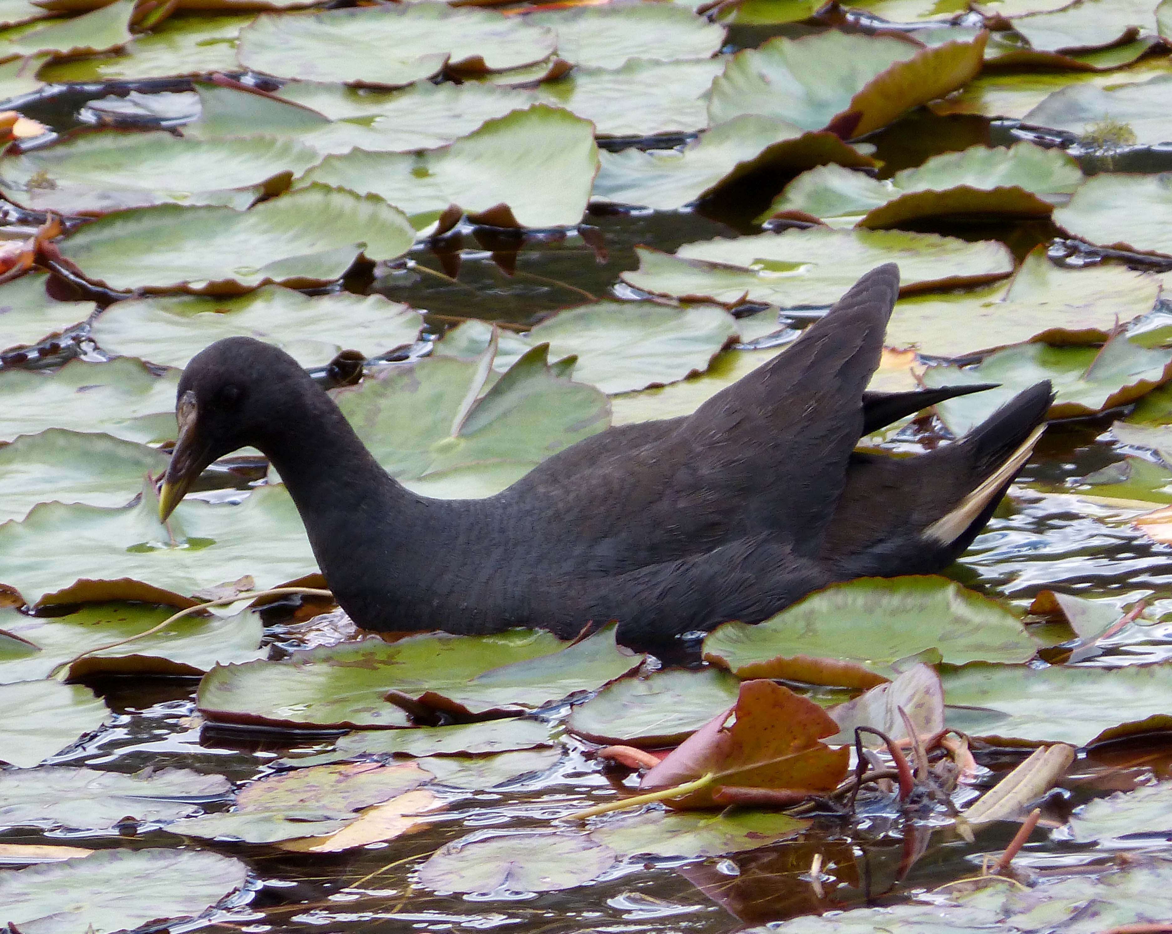 Image of Dusky Moorhen