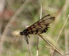 Image of Acraea andromacha Fabricius 1775