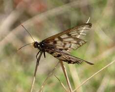 Image of Acraea andromacha Fabricius 1775