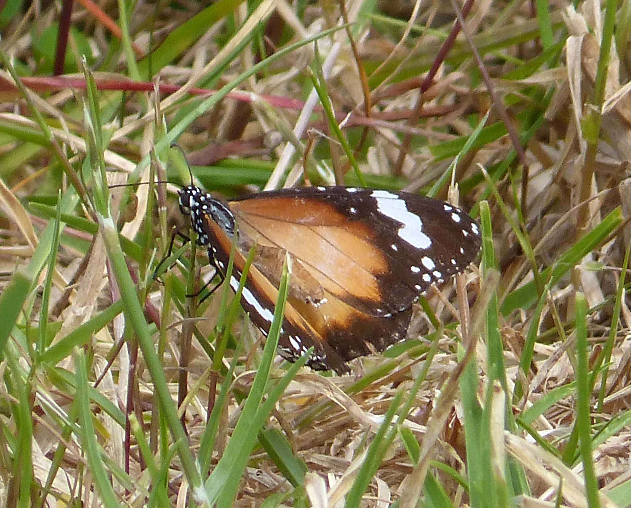 Image of Danaus petilia