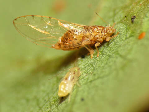 Image of jumping plantlice