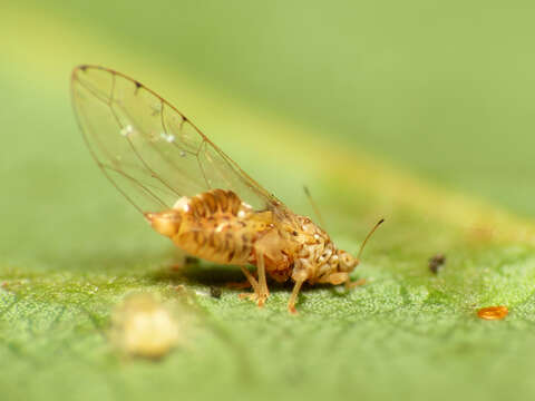 Image of jumping plantlice