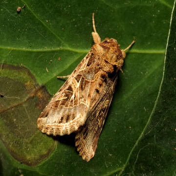 Image of Spodoptera littoralis Boisduval 1833