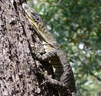 Image of Lace Monitor